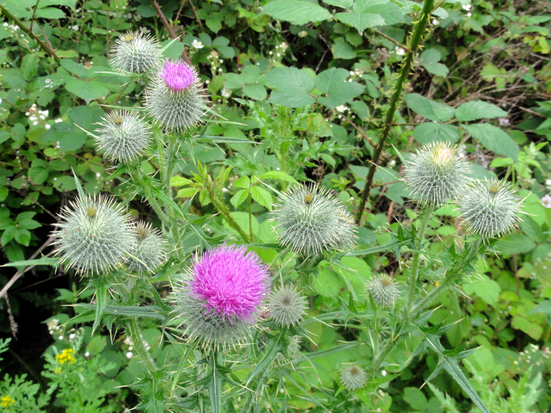 Thistles