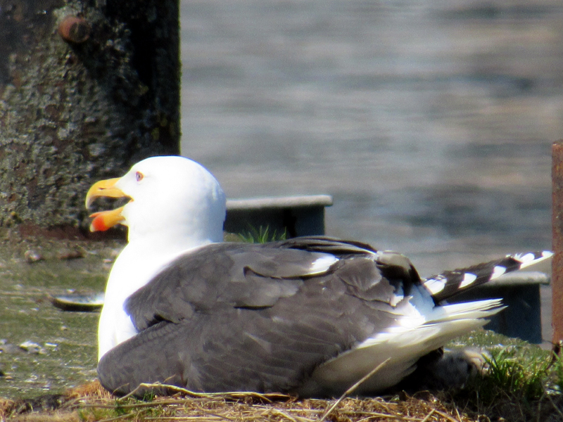 Black backed gull