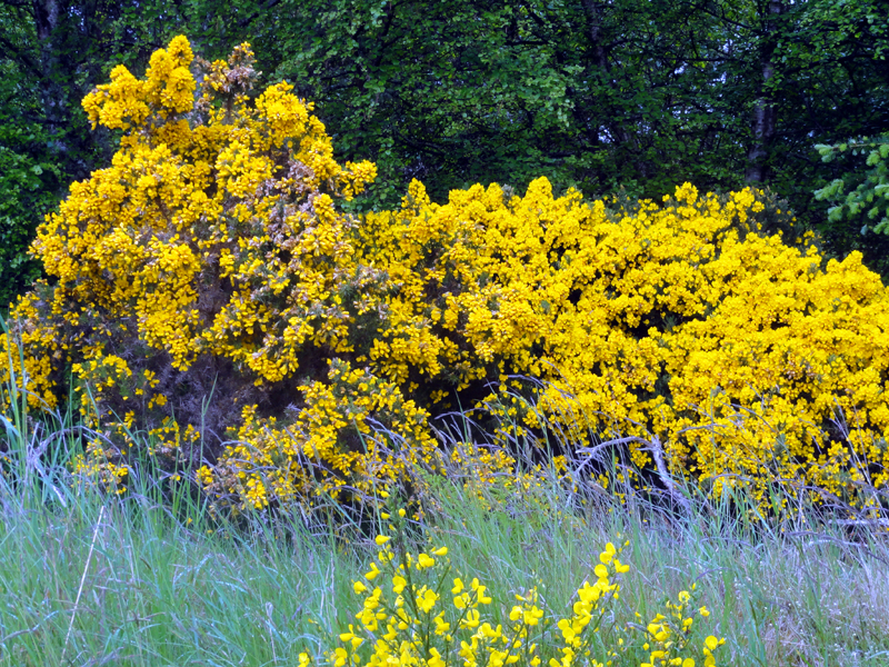 Broom'n'Whins