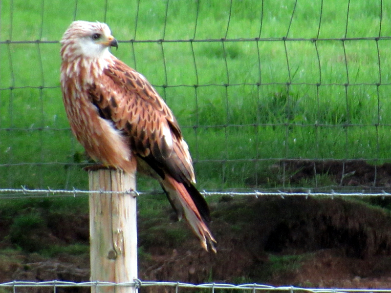 Red Kite