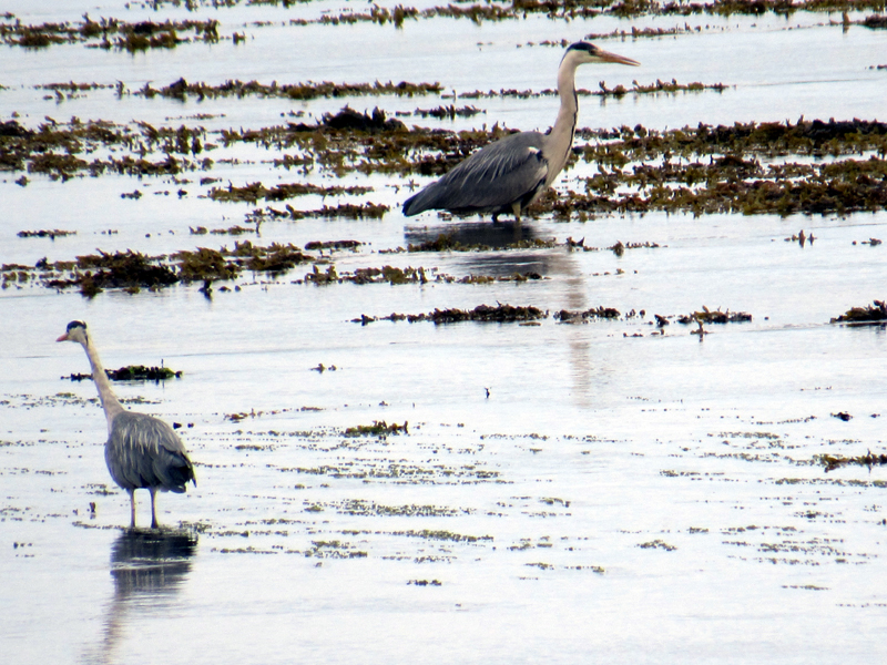 Herons