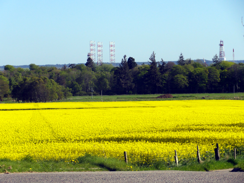 Oilseed rape