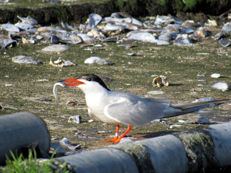 Tern with fish