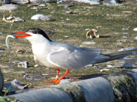 Tern