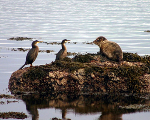 cormorant