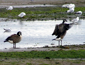 Canada Geese