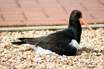 Oystercatcher