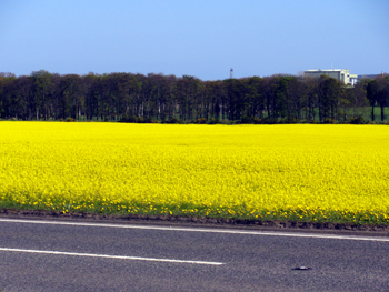 Oild seed rape